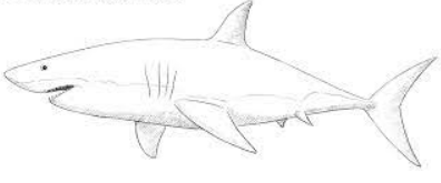 shark image drawing